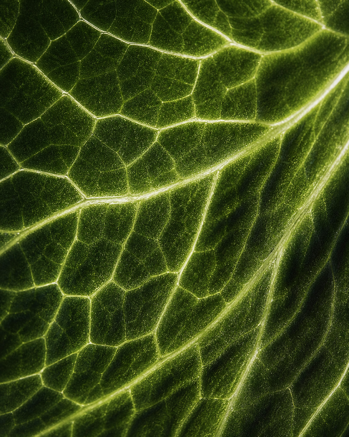 Macro study of green leaf structure